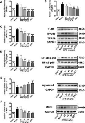 Glycoproteins From Rabdosia japonica var. glaucocalyx Regulate Macrophage Polarization and Alleviate Lipopolysaccharide-Induced Acute Lung Injury in Mice via TLR4/NF-κB Pathway